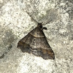 Phalaenophana pyramusalis