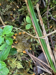 Peltigera membranacea