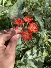 Nyctaginia capitata