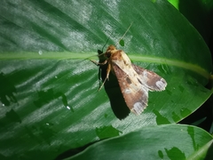 Condica imitata