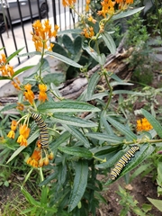 Danaus plexippus