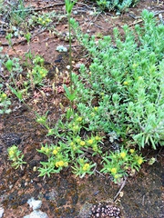 Triptilodiscus pygmaeus