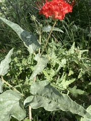 Nyctaginia capitata
