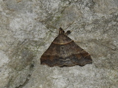 Phalaenophana pyramusalis