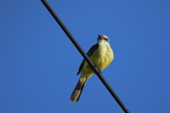 Tyrannus melancholicus
