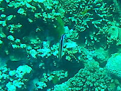 Labroides dimidiatus