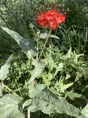 Nyctaginia capitata