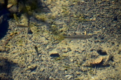 Ptychocheilus grandis