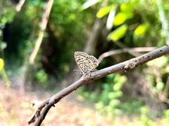 Leptotes plinius