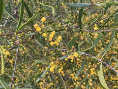 Acacia ligulata