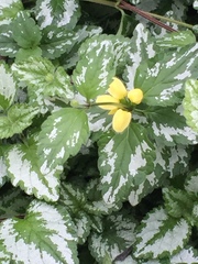 Lamium galeobdolon argentatum