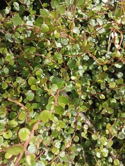 Muehlenbeckia complexa