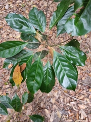 Elaeocarpus eumundii