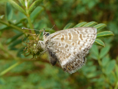 Leptotes andicola