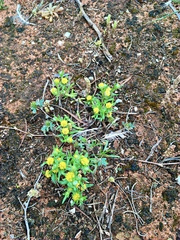 Triptilodiscus pygmaeus