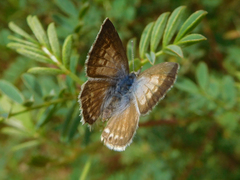 Leptotes andicola