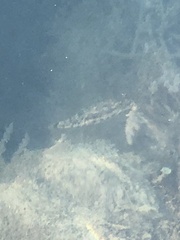 Sphoeroides spengleri