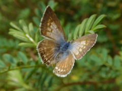 Leptotes andicola