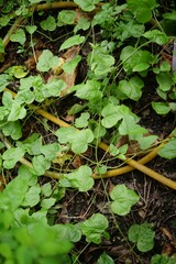 Passiflora vesicaria