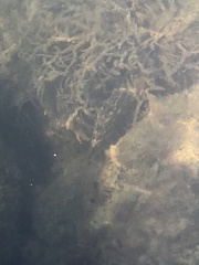 Sphoeroides spengleri