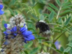 Bombus funebris