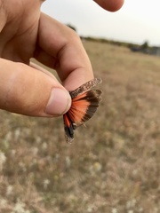 Arphia pseudonietana