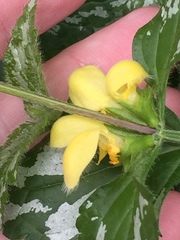 Lamium galeobdolon argentatum