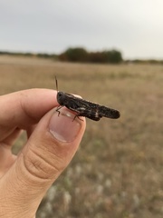 Arphia pseudonietana