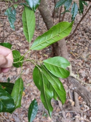 Elaeocarpus eumundii