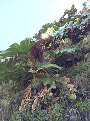 Gunnera