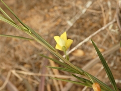 Talinum polygaloides