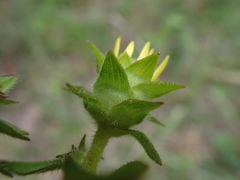 Silphium asteriscus