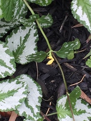 Lamium galeobdolon argentatum