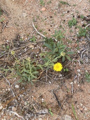 Calendula suffruticosa