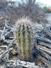 Pachycereus pringlei