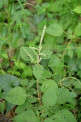 Amaranthus