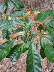 Elaeocarpus eumundii