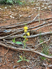 Waitzia acuminata acuminata