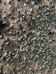 Semibalanus balanoides