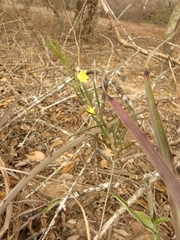 Talinum polygaloides
