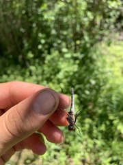 Leucorrhinia proxima