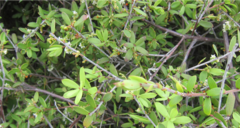 Leucopogon fasciculatus