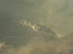 Sphyraena barracuda