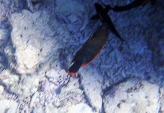 Cheilinus trilobatus