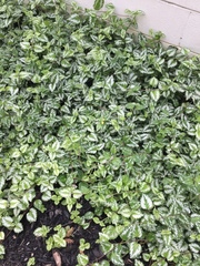 Lamium galeobdolon argentatum