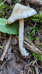 Inocybe geophylla