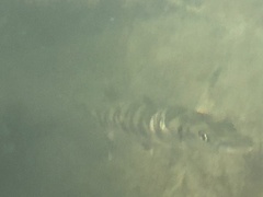 Sphyraena barracuda