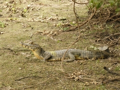 Caiman yacare