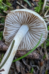 Inocybe geophylla