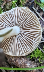 Inocybe geophylla